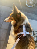 Harnais pour chien