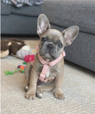 Harnais pour chien