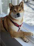 Harnais pour chien