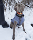 Collier chien Idoggos