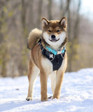 Collier chien Idoggos