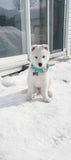 Collier chien Idoggos