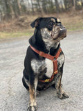 Harnais pour chien