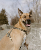 Harnais pour chien