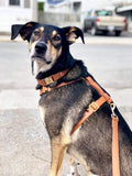 Harnais pour chien