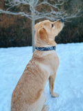Collier chien Idoggos