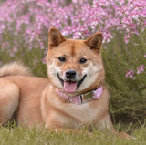 Collier chien Idoggos