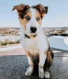 Collier chien Idoggos