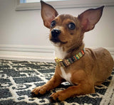 Collier chien Idoggos