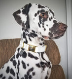 Collier chien Idoggos