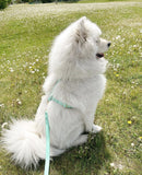 Harnais pour chien