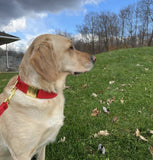 Collier chien Idoggos