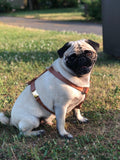 Harnais pour chien