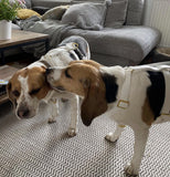 Harnais pour chien