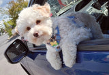 Harnais pour chien